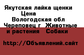  Якутская лайка щенки › Цена ­ 10 000 - Вологодская обл., Череповец г. Животные и растения » Собаки   